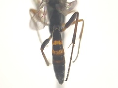 Diadegma