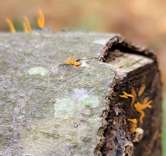 Calocera cornea