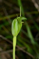 Pterostylis foliata