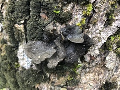 Sticta fuliginosa