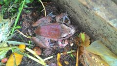 Limnonectes paramacrodon