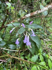 Strobilanthes formosana