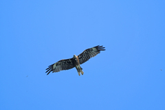 Milvus migrans