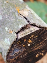 Calocera cornea