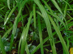 Allium triquetrum
