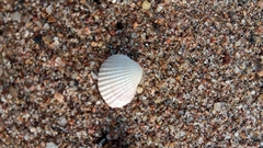 Cerastoderma glaucum