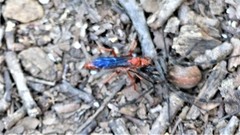 Tachypompilus ferrugineus