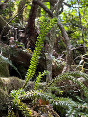 Phlegmariurus