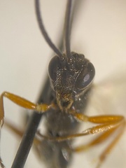 Diadegma