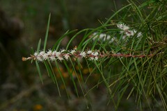 Hakea ulicina
