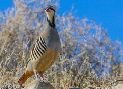 Alectoris chukar