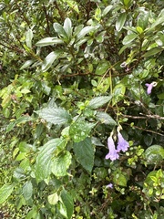 Strobilanthes formosana