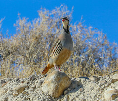 Alectoris chukar