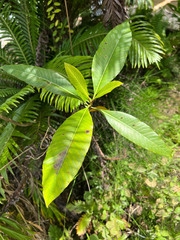 Alstonia