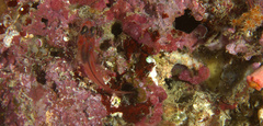Apogon doryssa