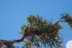 Phoradendron juniperinum