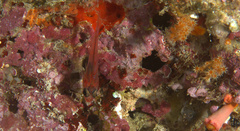 Apogon doryssa