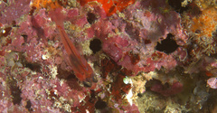 Apogon doryssa
