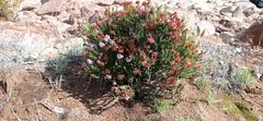 Erica andevalensis