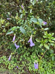 Strobilanthes formosana