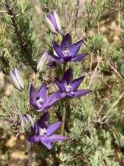 Thelymitra macrophylla