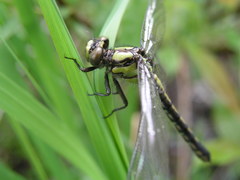 Ophiogomphus mainensis