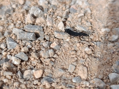 Nyctophila reichii