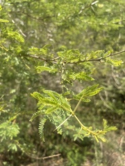 Vachellia natalitia