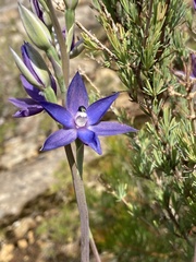 Thelymitra macrophylla