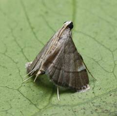 Cangetta hartoghialis
