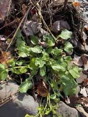 Barbarea vulgaris
