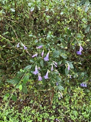 Strobilanthes formosana