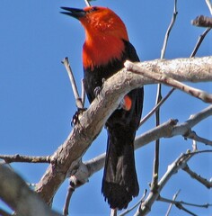 Amblyramphus holosericeus