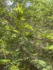 Vachellia natalitia