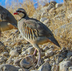 Alectoris chukar