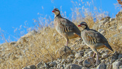 Alectoris chukar