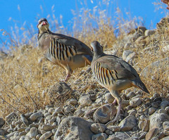 Alectoris chukar