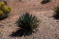 Agave utahensis kaibabensis