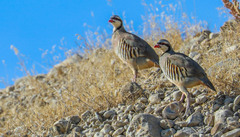 Alectoris chukar