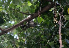 Callosciurus finlaysonii