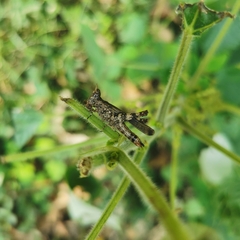 China mantispoides