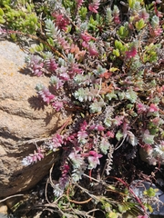 Chenolea diffusa