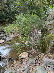 Metrosideros operculata