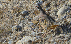 Alectoris chukar