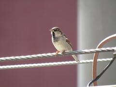 Passer domesticus