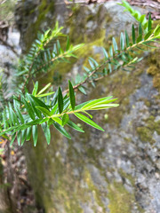 Metrosideros operculata