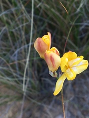 Ixia dubia