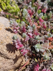 Chenolea diffusa