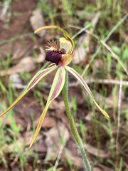 Caladenia longiclavata