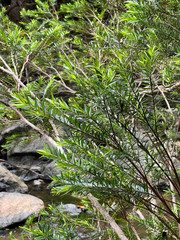 Metrosideros operculata